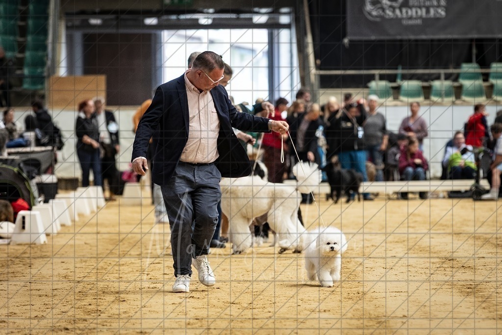DS - Bester Junghund_0081 | Markus Heber Photography