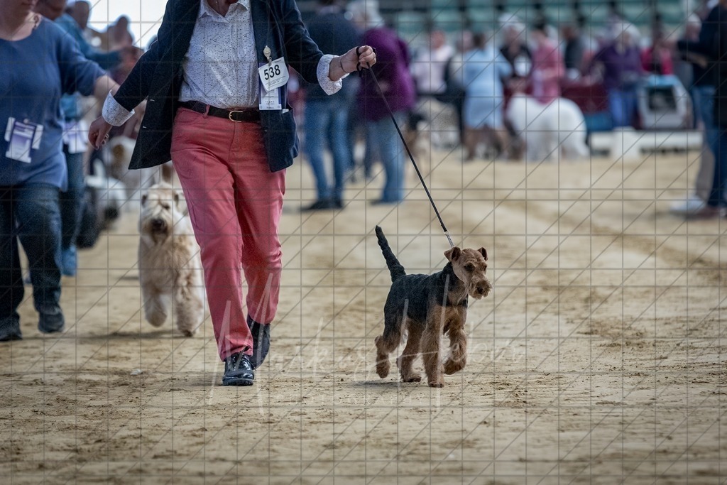 DS - Bester Junghund_0055 | Markus Heber Photography