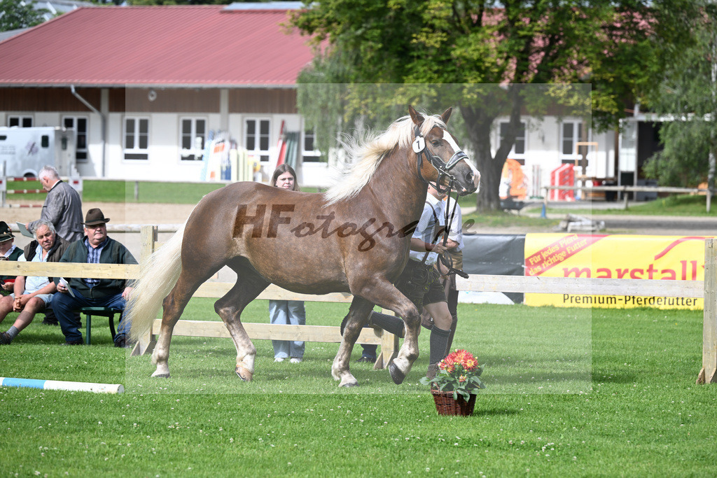 Kat-Nr. 7 Herzogin v. Senator_Mayr_22240138 | hf-fotografie - Realisiert mit Pictrs.com