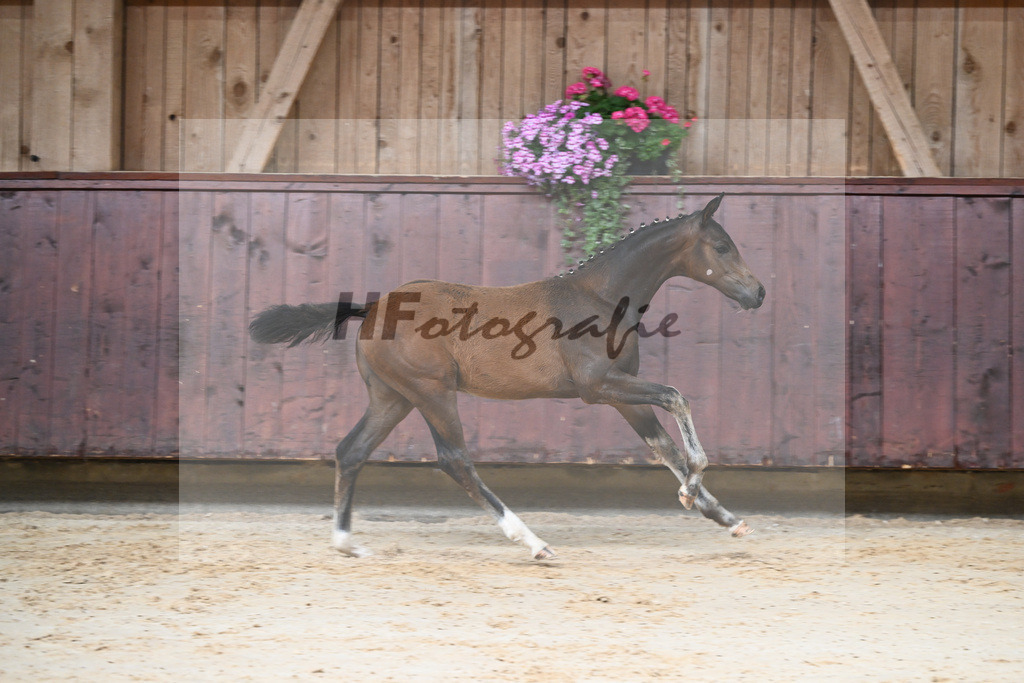 Kat-Nr. 3 HF Shu Fu_Sepp_26230044 | hf-fotografie - Realisiert mit Pictrs.com
