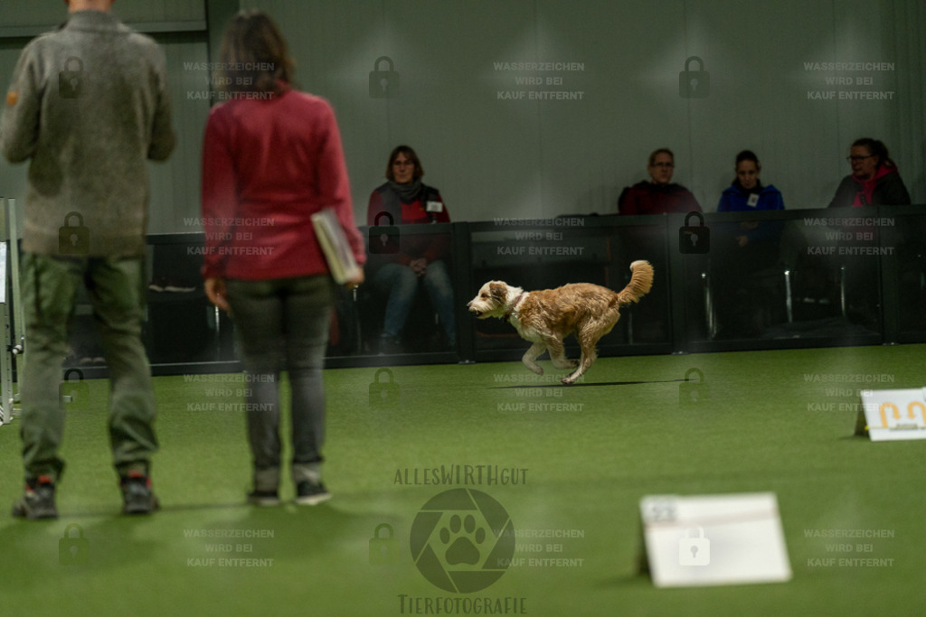 7IV04593 | Professionelle Tierfotografie in Mönchengladbach von Daniel Wirth (allesWIRTHgut). Liebevolle & natürliche Bilder von Hunden & Katzen für unvergessliche Erinnerungen.