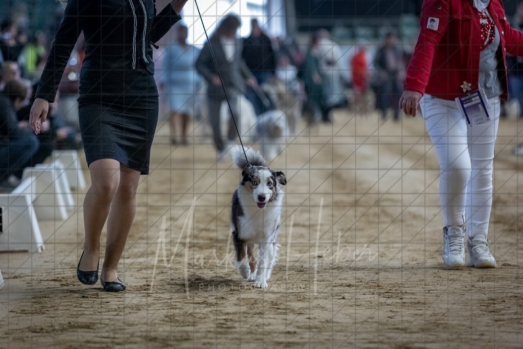 DS - Bester Junghund_0019 | Markus Heber Photography