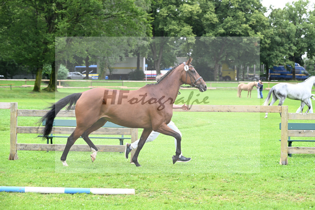 Kat-Nr. 1 Pippa v. Desirao XX_Koehler_23240120 | hf-fotografie - Realisiert mit Pictrs.com
