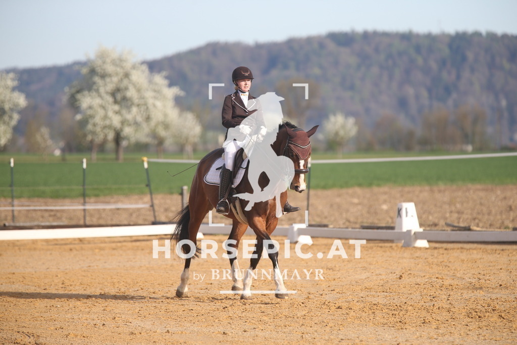 AS8V4372 | Willkommen bei Brunnmayr - Design & Fotografie – Ihrem Spezialisten für Reitturniere und Pferdeveranstaltungen in Oberösterreich, Salzburg und Bayern! Seit über 17 Jahren sind wir leidenschaftlich dabei.