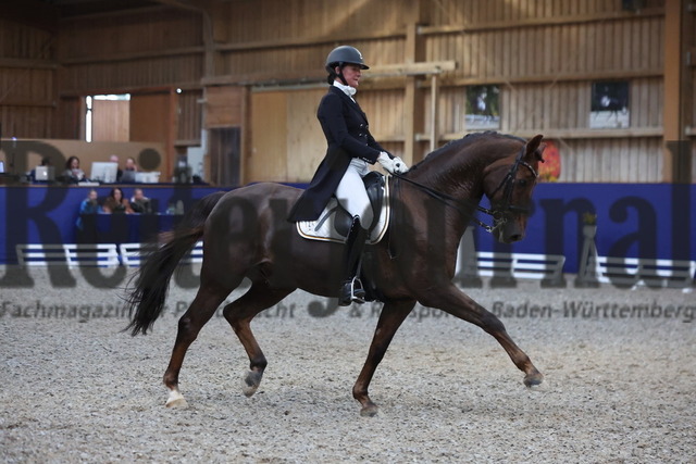 Zeutern_2024_Prfg.Nr.02_Inter II_Martina Steisslinger_Favory A.S (2) | Alle Fotos der Reiterjournal Fotografin Doris Matthaes im Reiterjournal Online-Fotoshop. - Realisiert mit Pictrs.com