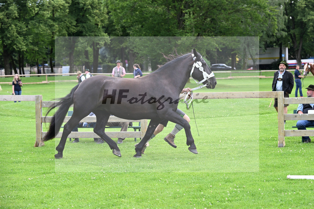 Kat-Nr. 1 Zilly v. Vale_Reitschuh u Hoferer_22240016 | hf-fotografie - Realisiert mit Pictrs.com