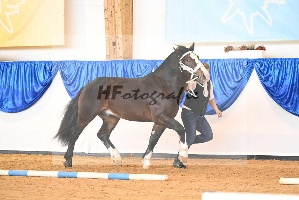 Kat-Nr. 10 nn v. Gladiator I_Hutter_61220165 | hf-fotografie - Realisiert mit Pictrs.com