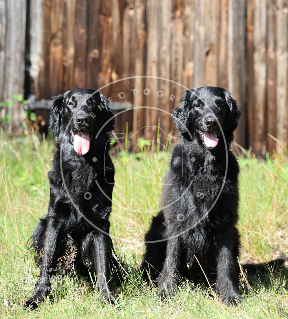 IMG_4819 | Hundefotografie, Tierfotograf, Pfotenfotografie, Fotoshooting Hund, Hunde Portrait, Hundesport, Hundeportraits, Heideshooting, Hunde, Sportfotograf, Hundefotograf, Turnierhundsport, THS,  - Realisiert mit Pictrs.com