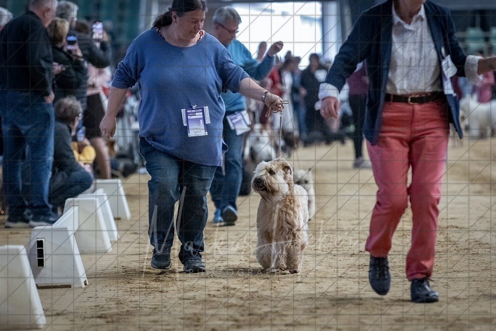 DS - Bester Junghund_0056 | Markus Heber Photography