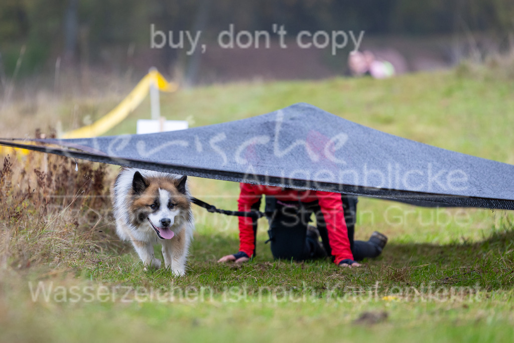 FM6A1873 | Herzlich Willkommen im Onlineshop von tierische Augenblicke.
Viel Spaß beim aussuchen ihrer Bilder und vielen Dank für ihren Einkauf.
Viele Grüße, ihr Fotograf Stefan Grube