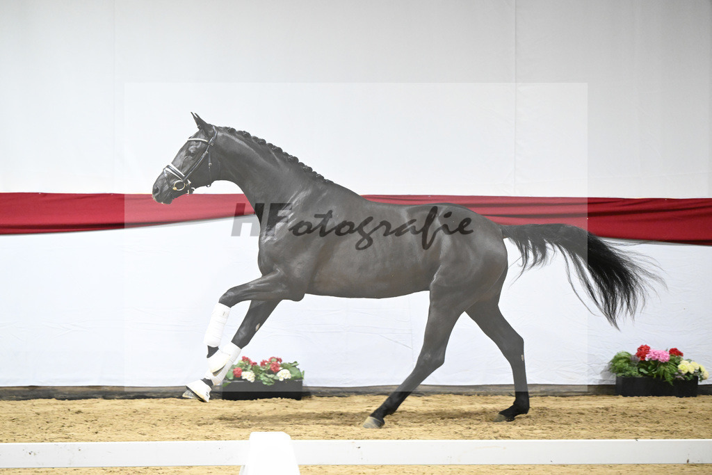 Kat-Nr. 13 v. Zackerey_Blue Hors_63220311 | hf-fotografie - Realisiert mit Pictrs.com