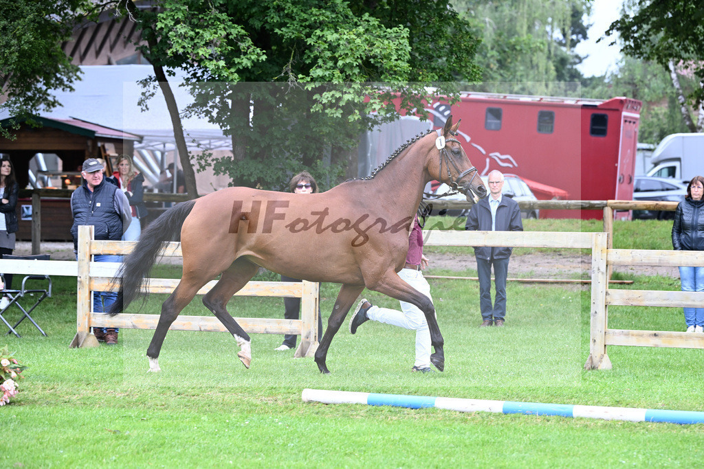 Kat-Nr. 1 Pippa v. Desirao XX_Koehler_23240116 | hf-fotografie - Realisiert mit Pictrs.com