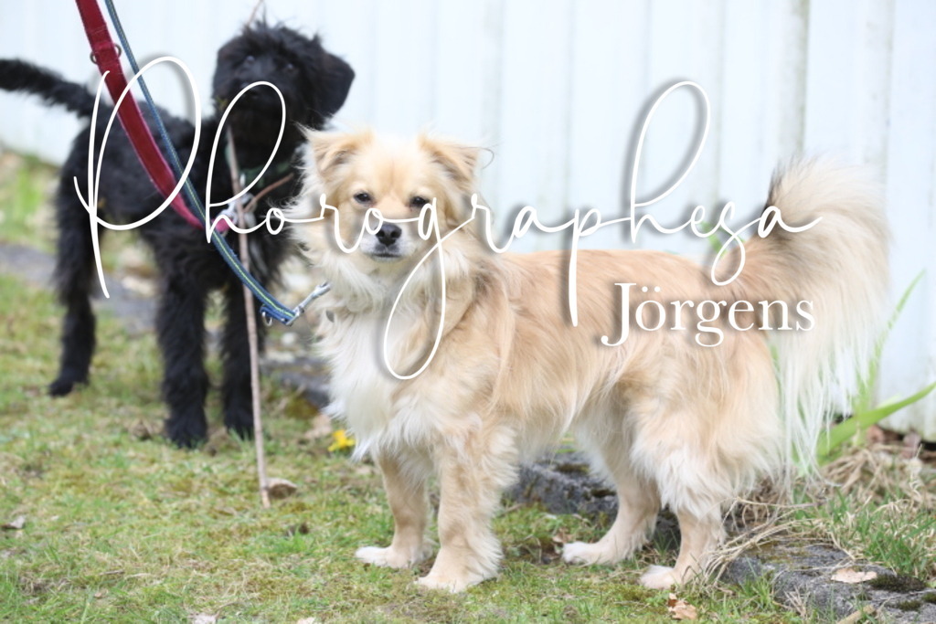 IMG_1567 | photographesa-joergens - Realisiert mit Pictrs.com