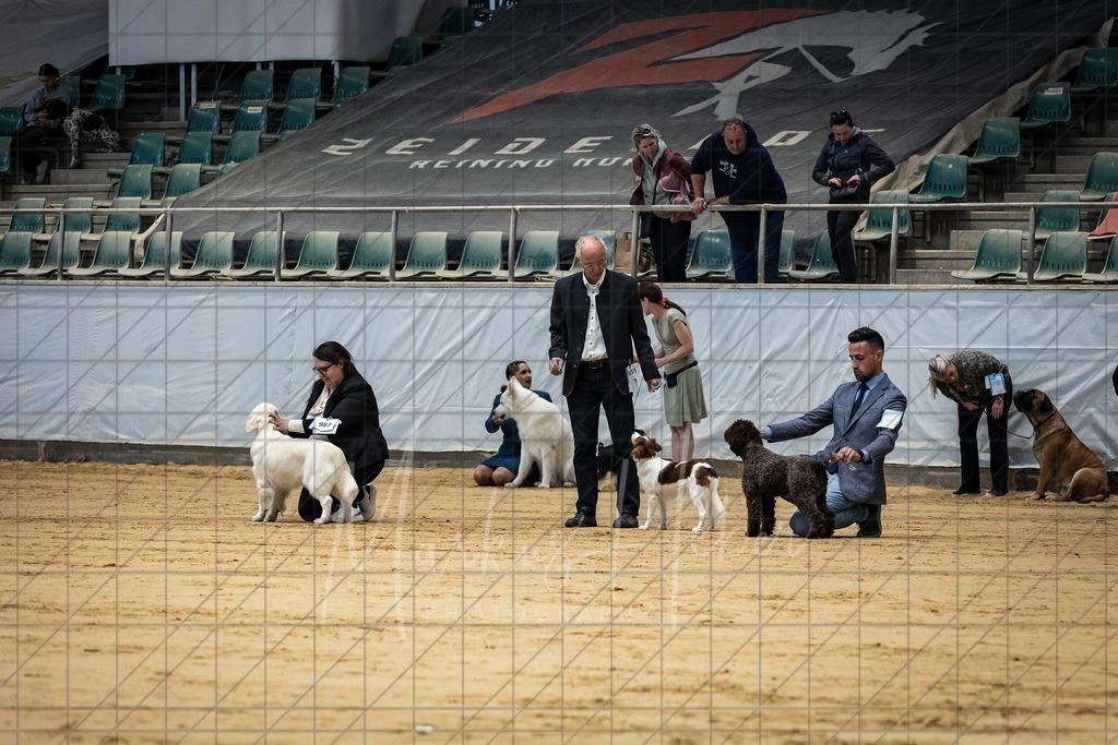 DS - Bester Junghund_0079 | Markus Heber Photography