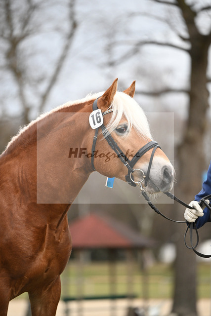 Kat-Nr. 16 v. Sturmdrang_HLG Schwaiganger_2230397 | hf-fotografie - Realisiert mit Pictrs.com