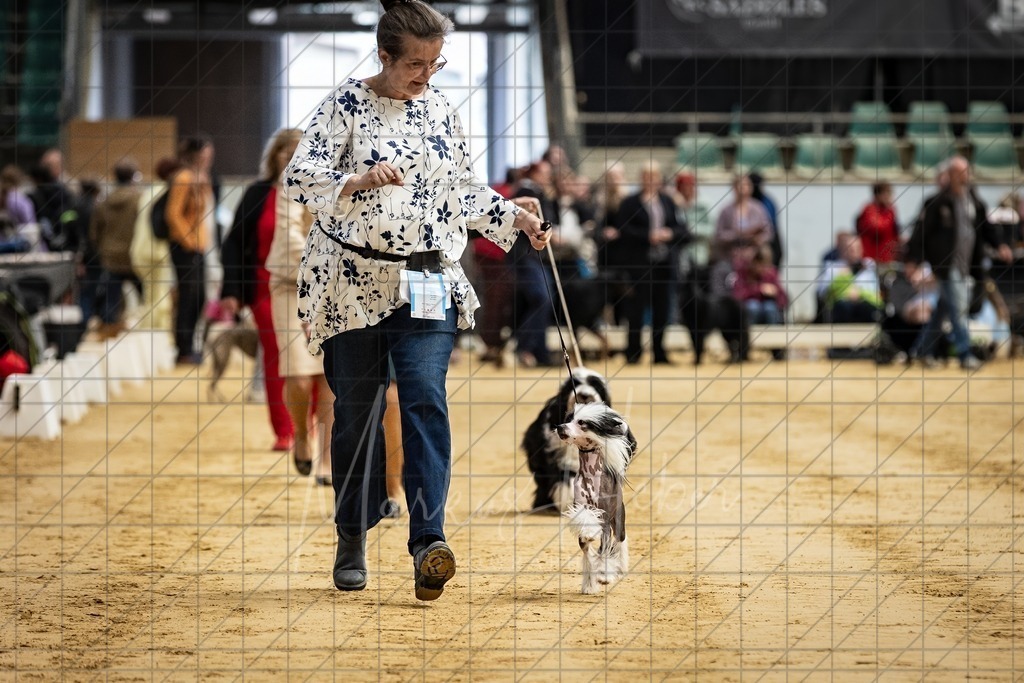 DS - Bester Junghund_0088 | Markus Heber Photography