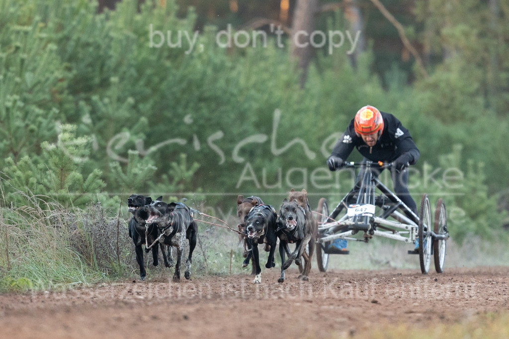 CJ8A6774 | Herzlich Willkommen im Onlineshop von tierische Augenblicke.
Viel Spaß beim aussuchen ihrer Bilder und vielen Dank für ihren Einkauf.
Viele Grüße, ihr Fotograf Stefan Grube