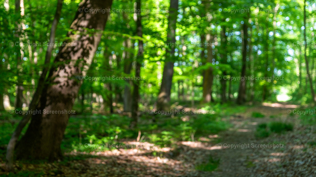 LED_H_Spring_Forest10_Bokeh | screenshotz - Realisiert mit Pictrs.com