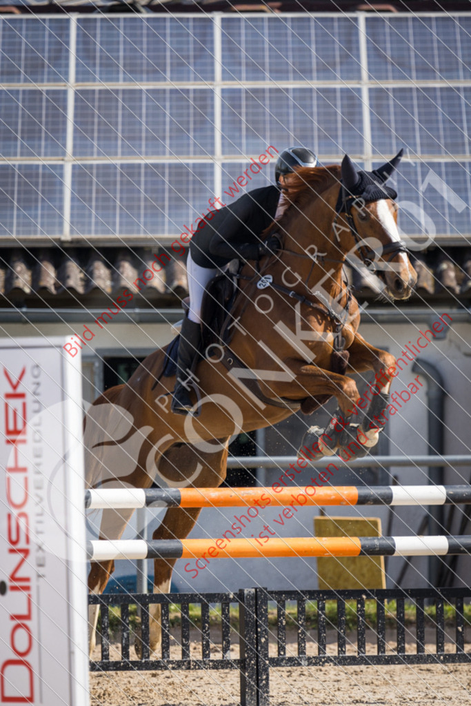 IMG_4739 | Hier findest Du viele Augenblicke aus den Bereichen der Turnier-, Sport- & Tierfotografie. Bilder mit deinem Liebling, Portrait-, Bewerbungs-, Businessbilder können ebenfalls schnell und einfach erstellt werden.