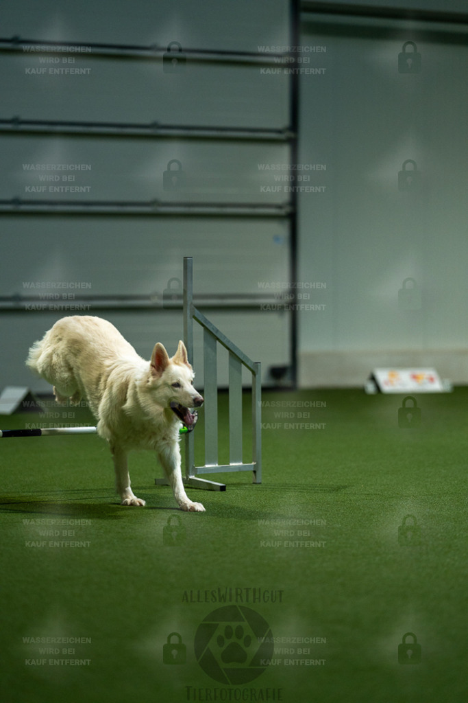 7IV05802 | Professionelle Tierfotografie in Mönchengladbach von Daniel Wirth (allesWIRTHgut). Liebevolle & natürliche Bilder von Hunden & Katzen für unvergessliche Erinnerungen.