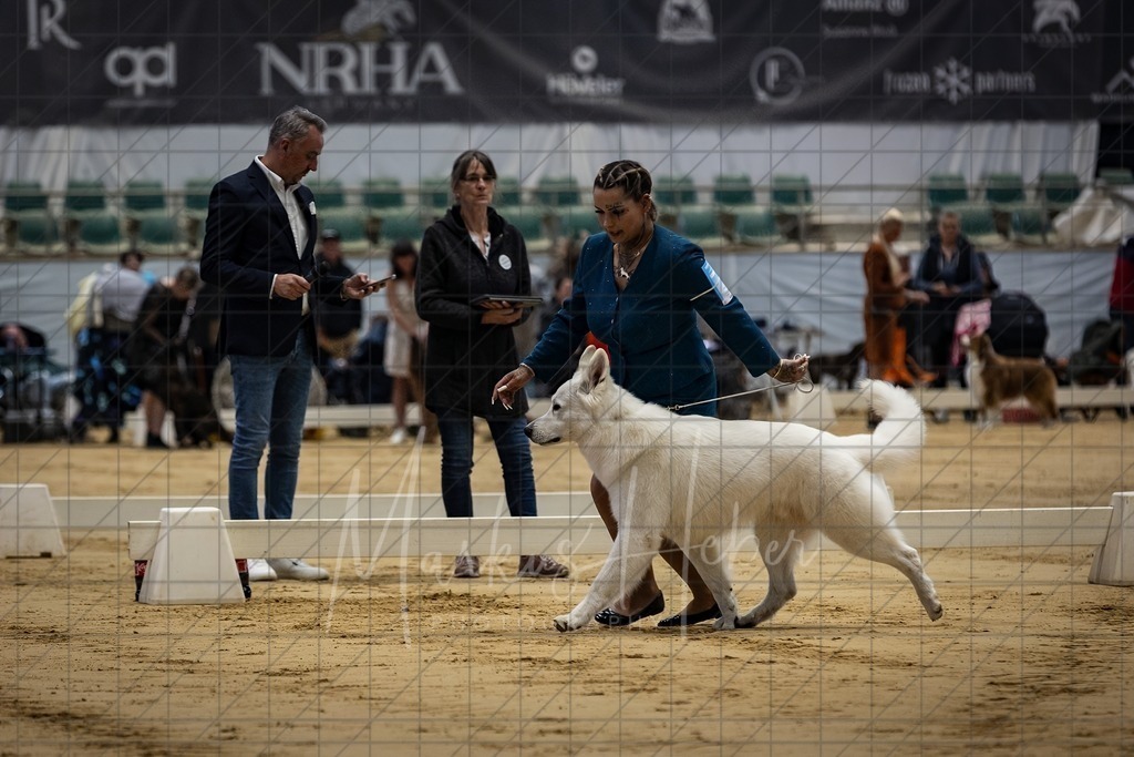 DS - Bester Junghund_0127 | Markus Heber Photography