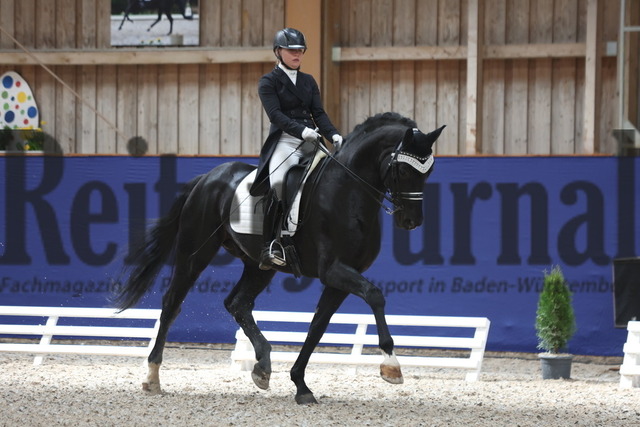 Zeutern_2023_Dressur_Kl.S_Prix St.Georges_Amateure_Julia Bögner_Quinn VR (1) | Alle Fotos der Reiterjournal Fotografin Doris Matthaes im Reiterjournal Online-Fotoshop. - Realized with Pictrs.com