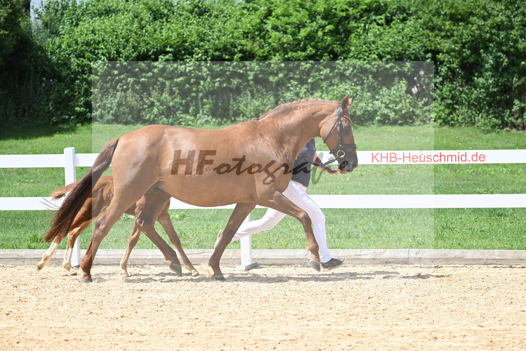 Kat-Nr. 14 HF Scalatore_Schuster_22230332 | hf-fotografie - Realisiert mit Pictrs.com