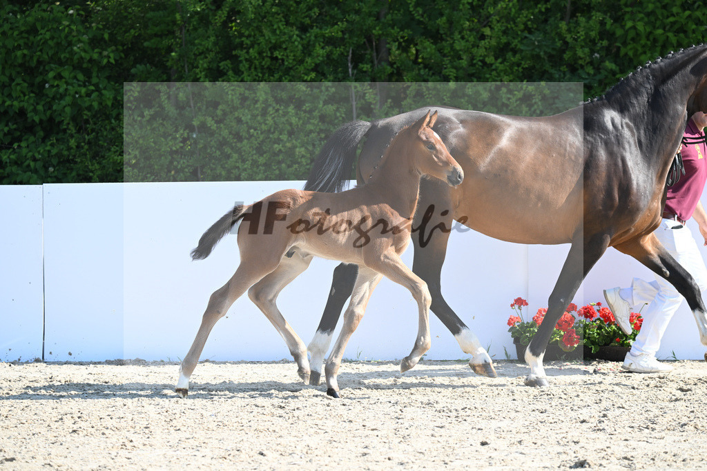 Kat-Nr. 94 HF Conthargos_Gruber_18232608 | hf-fotografie - Realisiert mit Pictrs.com