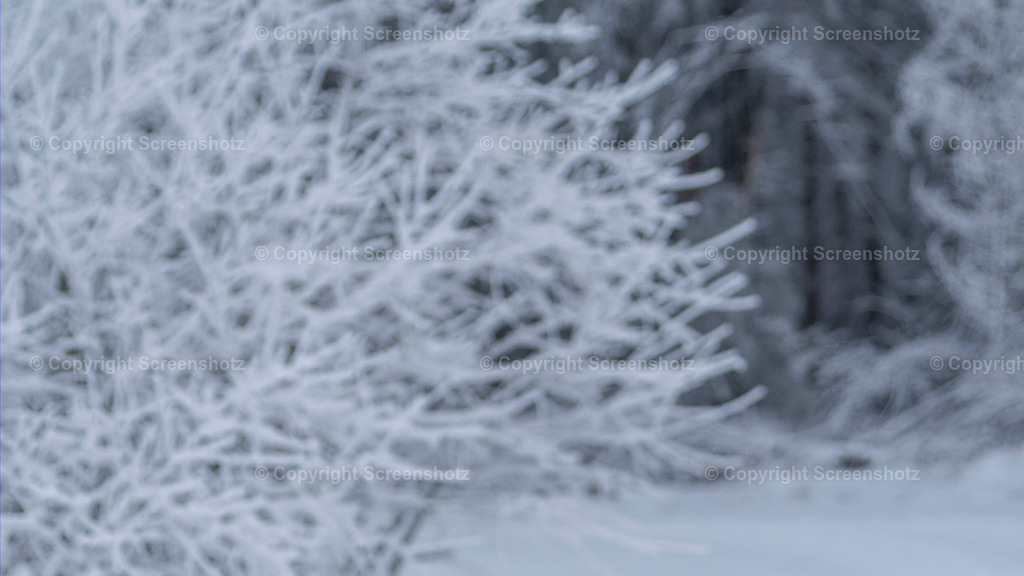 LED_H_Frozen_Trees22_Bokeh | screenshotz - Realisiert mit Pictrs.com