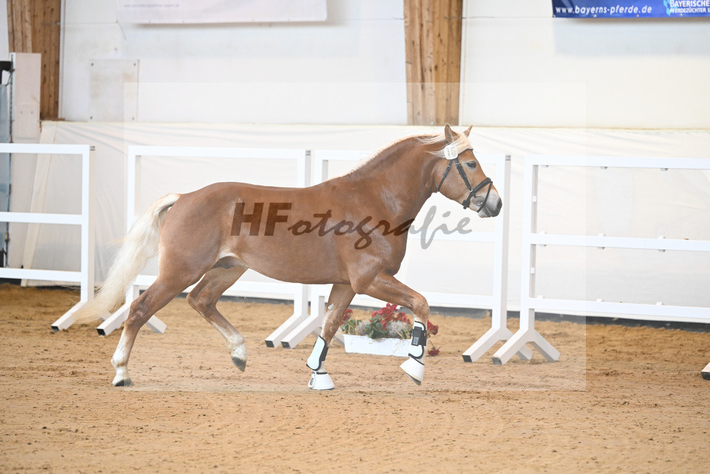 Kat-Nr. 16 v. Sturmdrang_HLG Schwaiganger_2230230 | hf-fotografie - Realisiert mit Pictrs.com