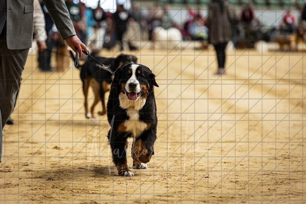 DS - Bester Junghund_0008 | Markus Heber Photography