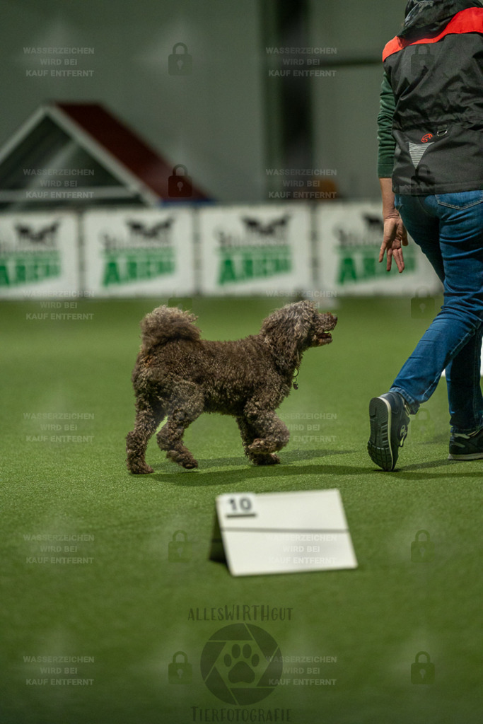 7IV08419 | Professionelle Tierfotografie in Mönchengladbach von Daniel Wirth (allesWIRTHgut). Liebevolle & natürliche Bilder von Hunden & Katzen für unvergessliche Erinnerungen.