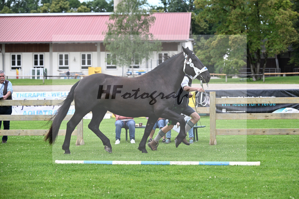 Kat-Nr. 1 Zilly v. Vale_Reitschuh u Hoferer_22240011 | hf-fotografie - Realisiert mit Pictrs.com