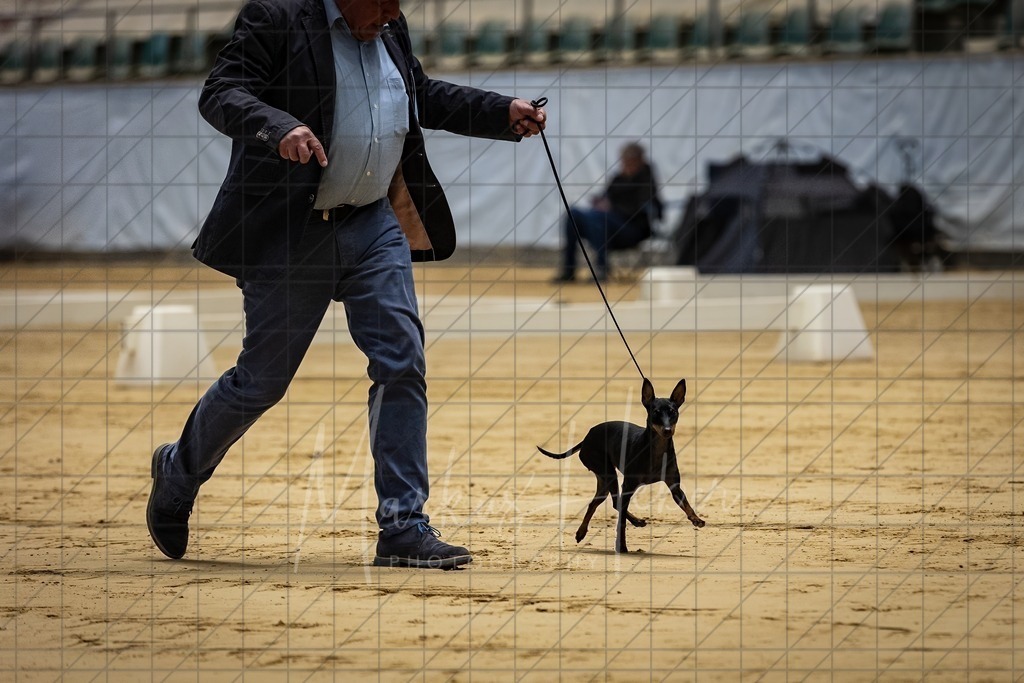 DS - Bester Junghund_0142 | Markus Heber Photography