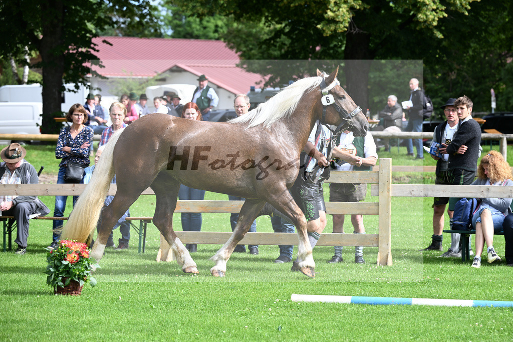 Kat-Nr. 6 Nina v. Rusty_Regauer_22240116 | hf-fotografie - Realisiert mit Pictrs.com