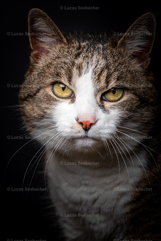 Hauskatze vor dunklem Hintergrund Portrait | Lucas Seebacher Fotografie - Realisiert mit Pictrs.com