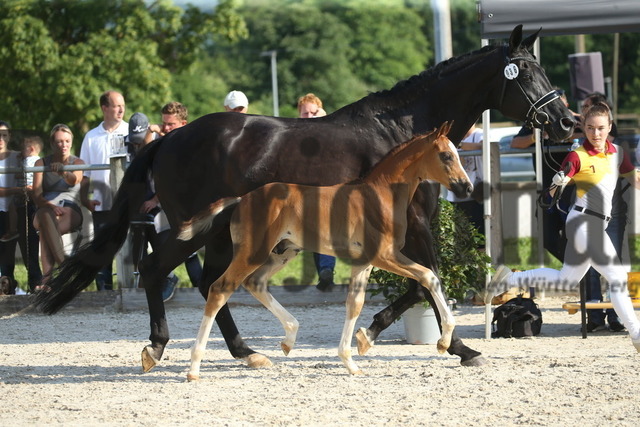 Fohlenprämierung_Weilheim_2022_KN_36 (2) | Alle Fotos der Reiterjournal Fotografin Doris Matthaes im Reiterjournal Online-Fotoshop. - Realisiert mit Pictrs.com