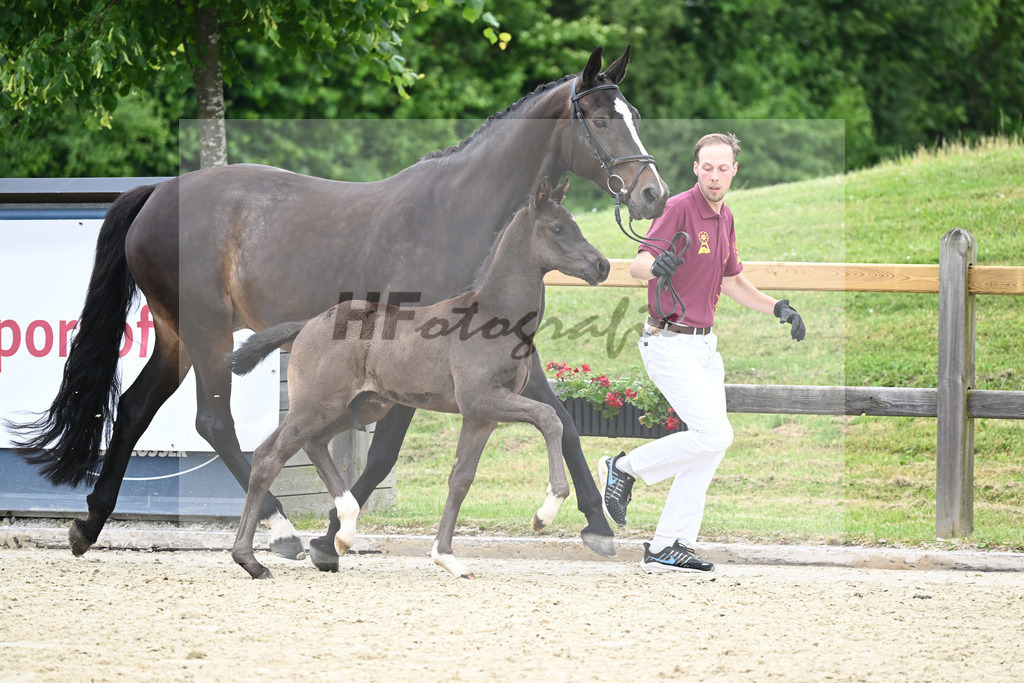 Kat-Nr. 35 HF DSP Feliciano_Niedermair_17230887 | hf-fotografie - Realisiert mit Pictrs.com