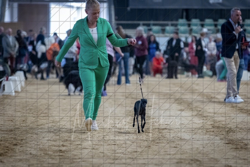 DS - Bester Junghund_0226 | Markus Heber Photography