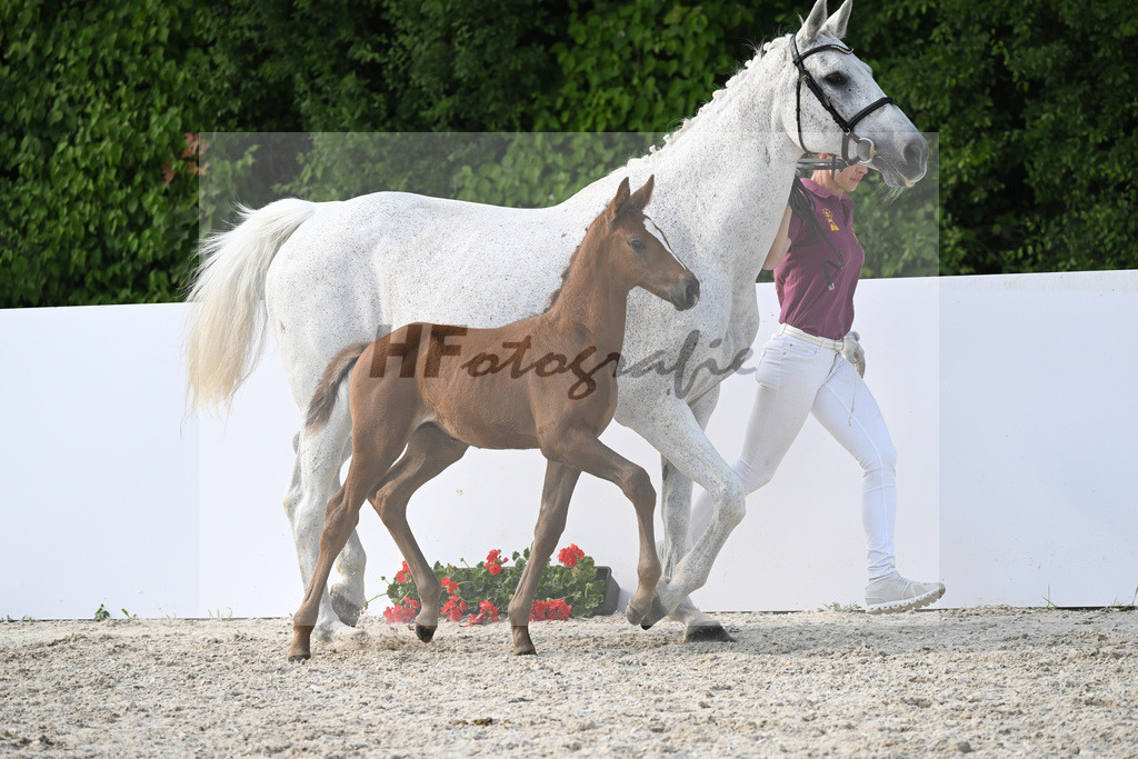 Kat-Nr. 78 HF Con CHello_Dannwolf_18232073 | hf-fotografie - Realisiert mit Pictrs.com