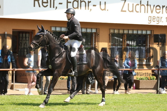 Weingarten_2023_Prfg.Nr.25_Springen_Kl.M_Clear-Round_Michael Raupp_Dinah 43 (9) | Alle Fotos der Reiterjournal Fotografin Doris Matthaes im Reiterjournal Online-Fotoshop. - Realisiert mit Pictrs.com