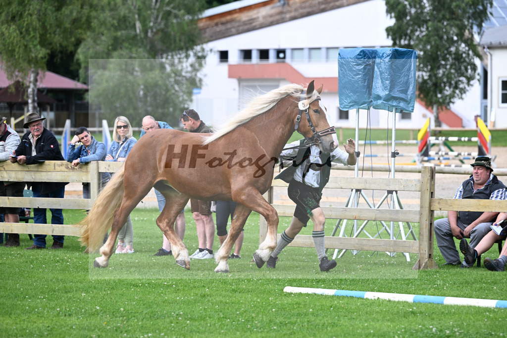 Kat-Nr. 5 Iluna v. Salieri S_Steffl_22240101 | hf-fotografie - Realisiert mit Pictrs.com