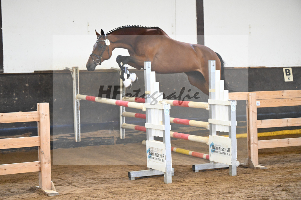 Kat-Nr. 1 Pippa v. Desirao XX_Koehler_23240002 | hf-fotografie - Realisiert mit Pictrs.com