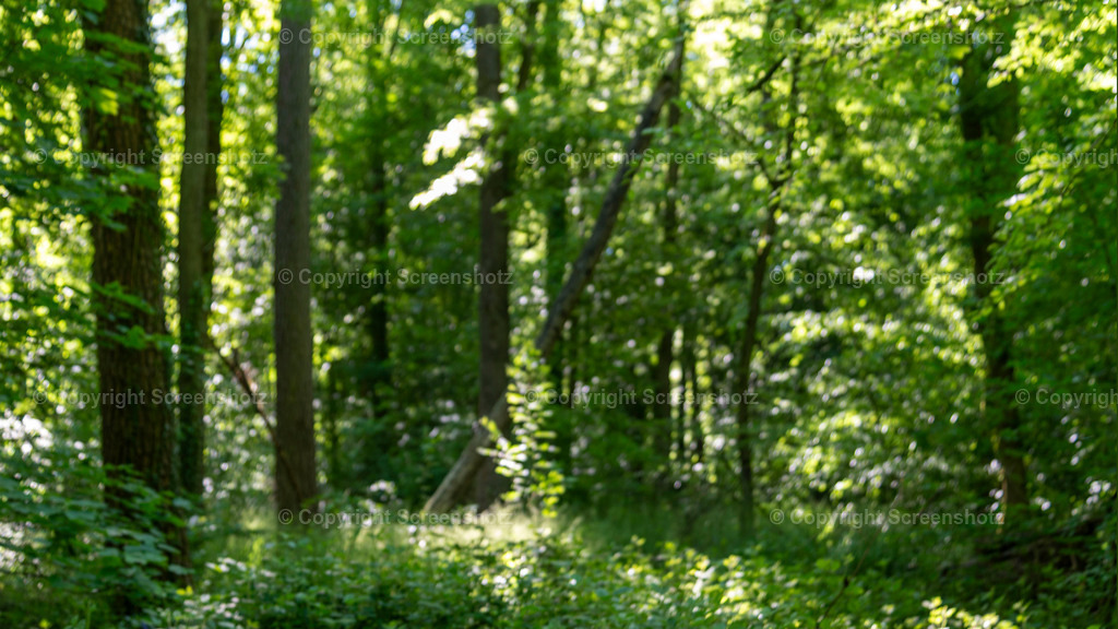LED_H_Spring_Forest14_Bokeh | screenshotz - Realisiert mit Pictrs.com