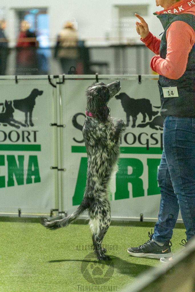 7IV00985 | Professionelle Tierfotografie in Mönchengladbach von Daniel Wirth (allesWIRTHgut). Liebevolle & natürliche Bilder von Hunden & Katzen für unvergessliche Erinnerungen.