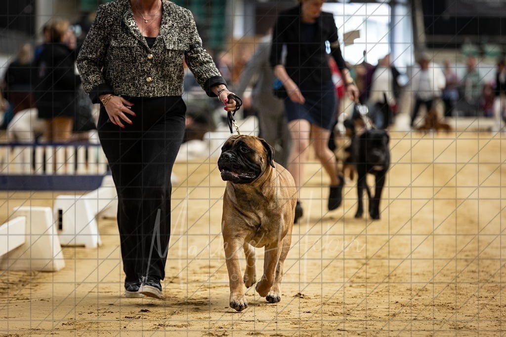 DS - Bester Junghund_0006 | Markus Heber Photography