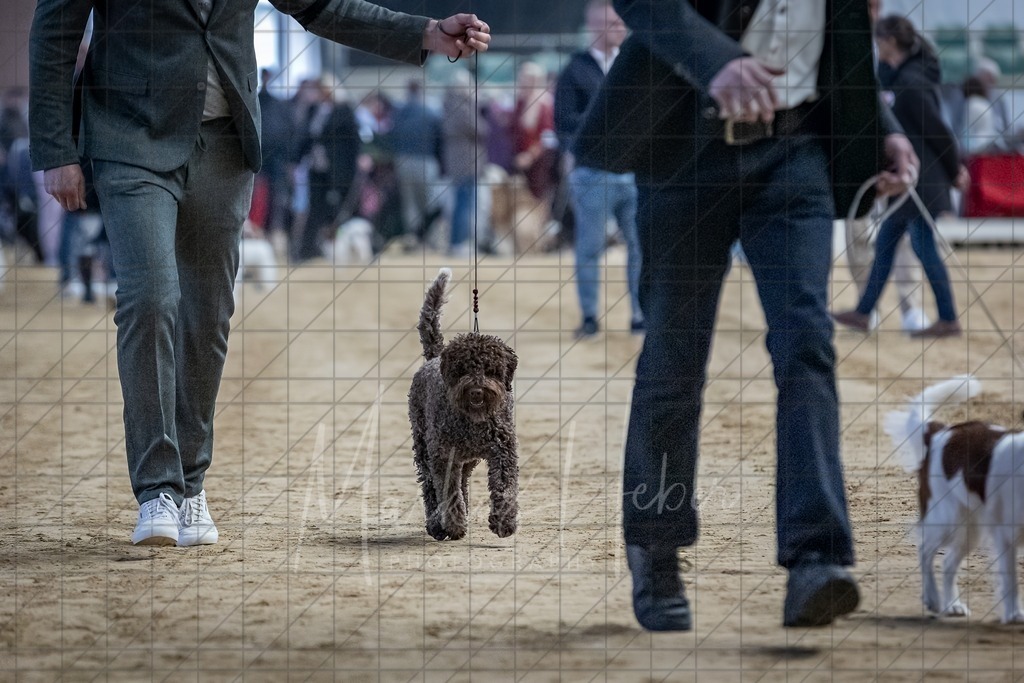 DS - Bester Junghund_0177 | Markus Heber Photography
