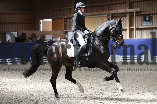 Zeutern_2023_Dressur_Kl.S_Prix St.Georges_Amateure_Sarah Wohlhauser_QC Fillipo Niro (7) | Alle Fotos der Reiterjournal Fotografin Doris Matthaes im Reiterjournal Online-Fotoshop. - Realizzato con Pictrs.com