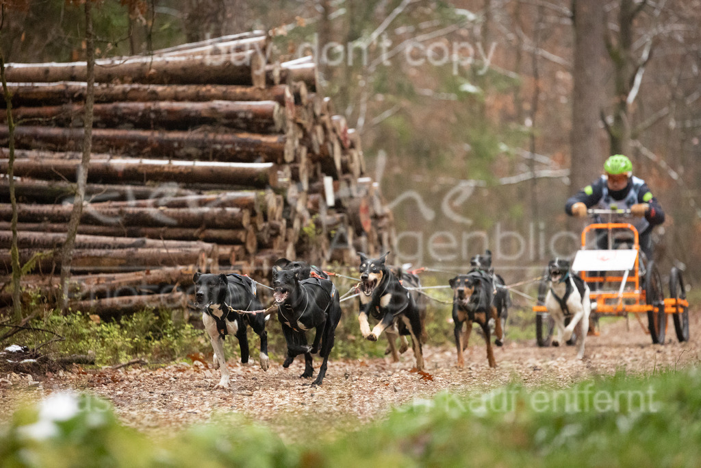 CJ8A0603 | Herzlich Willkommen im Onlineshop von tierische Augenblicke.
Viel Spaß beim aussuchen ihrer Bilder und vielen Dank für ihren Einkauf.
Viele Grüße, ihr Fotograf Stefan Grube