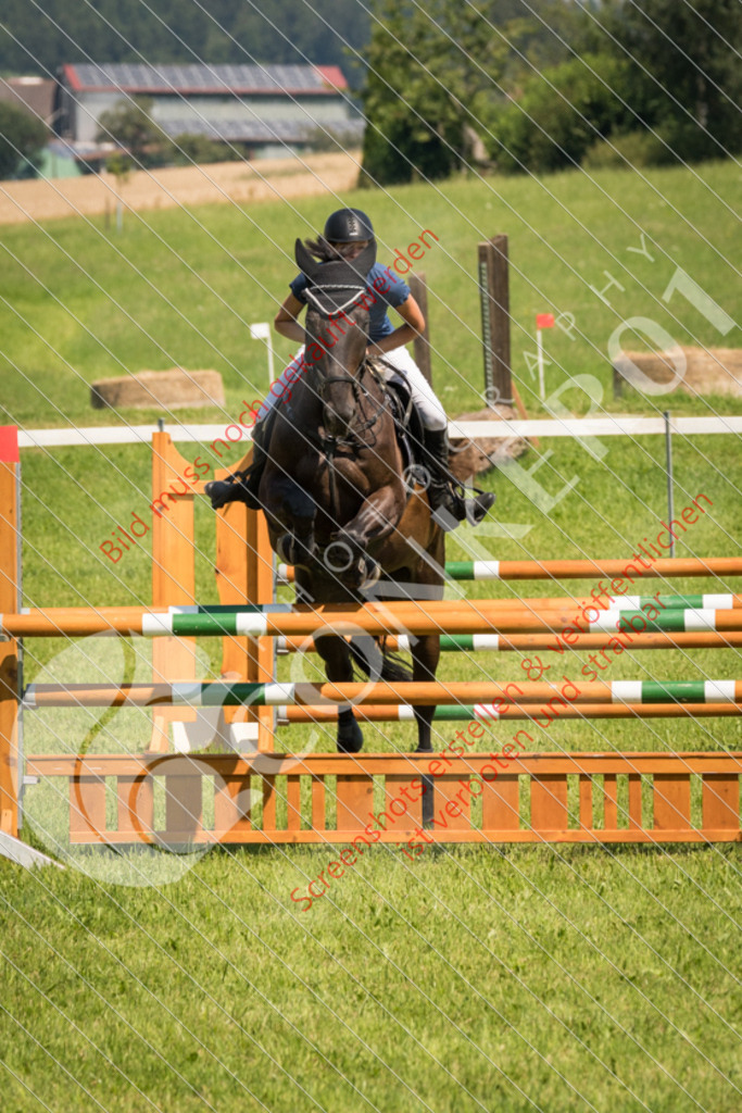 DSC_0985 | Hier findest Du viele Augenblicke aus den Bereichen der Turnier-, Sport- & Tierfotografie. Bilder mit deinem Liebling, Portrait-, Bewerbungs-, Businessbilder können ebenfalls schnell und einfach erstellt werden.